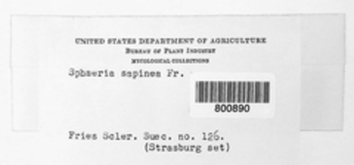 Sphaeropsis sapinea image